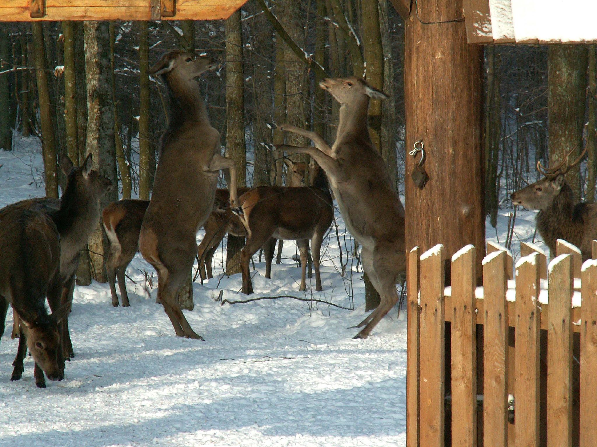 several deer standing in the snow and looking at soing