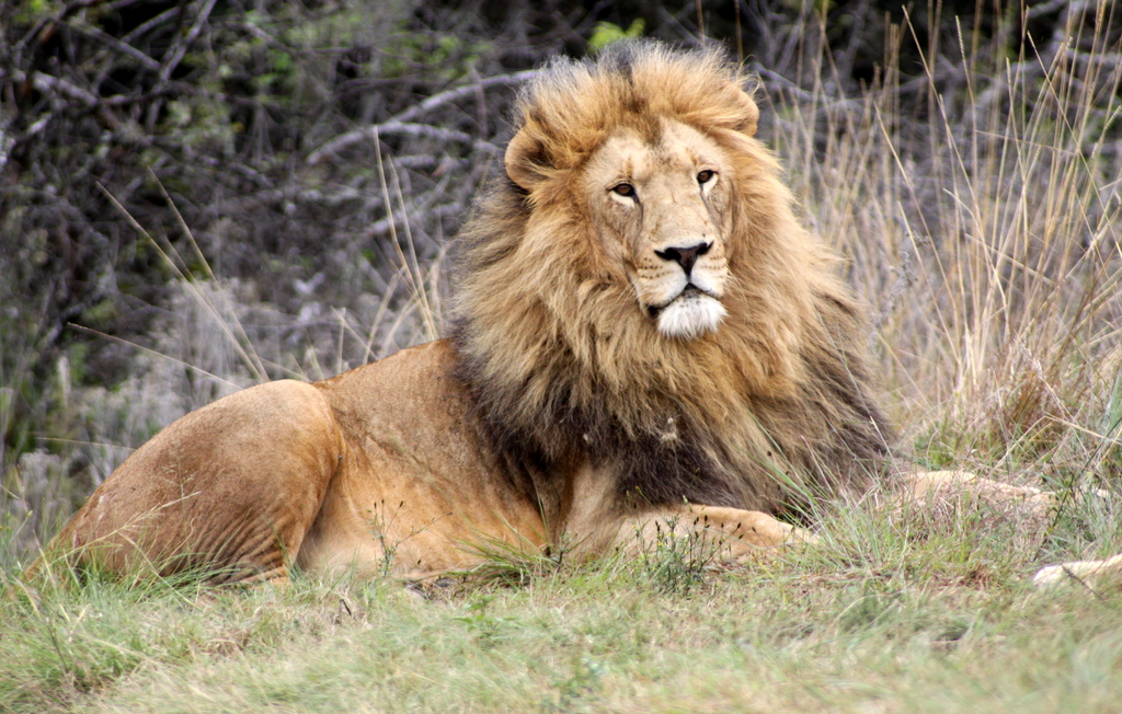 a lion laying down on the ground in the grass