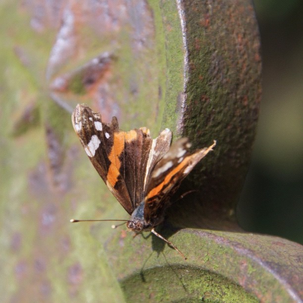 small brown and orange erfly perched on green leaf