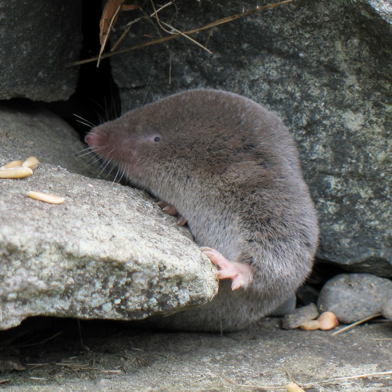 a close up of a rat on a rock near a tree