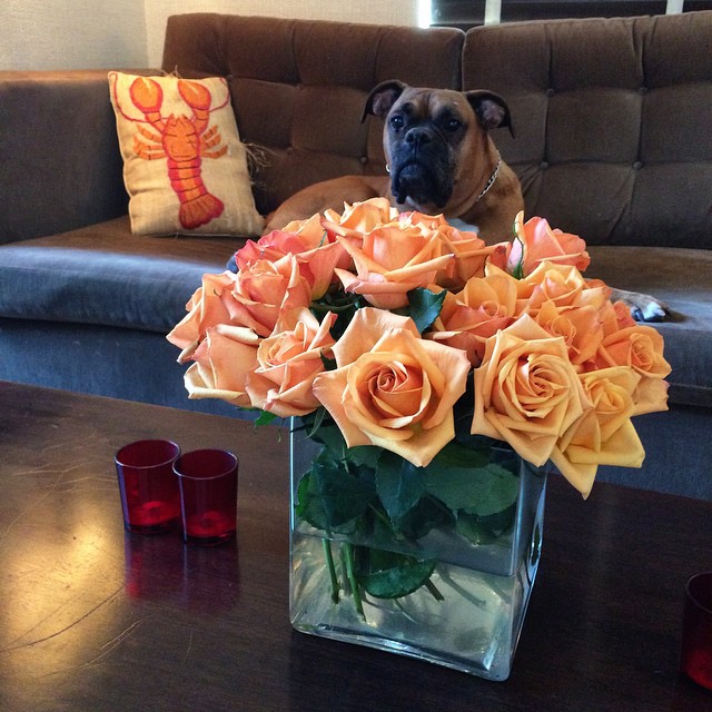 a dog sitting behind a glass block full of orange roses