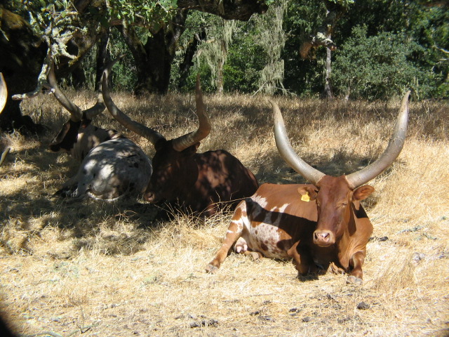 two horned animals resting in the shade on dry grass