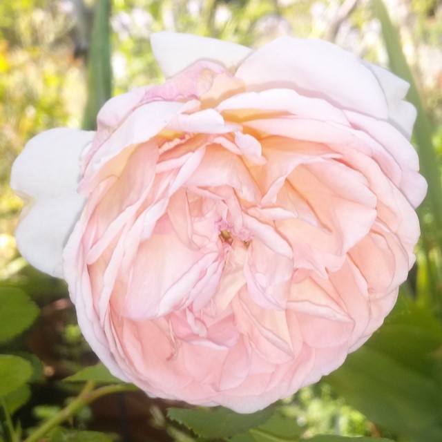 a close - up po of a pink and white flower