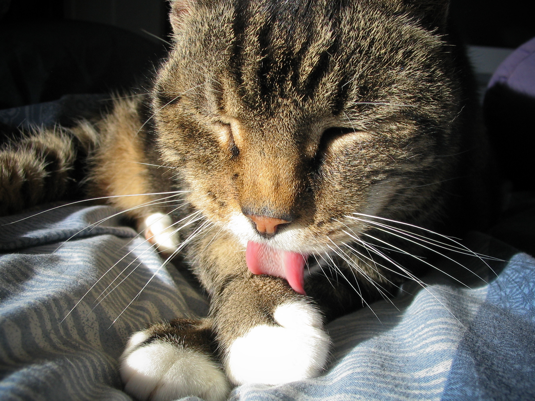 a cat with its tongue out on top of a blanket