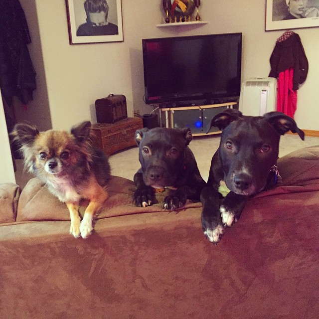 three dogs that are sitting on a couch