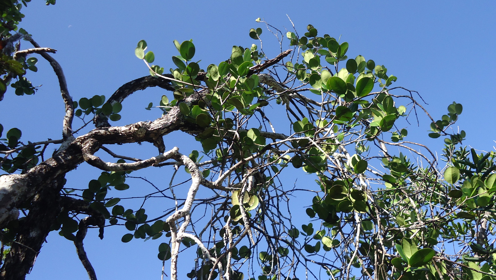 nches and leaves of a large tree with blue sky in background