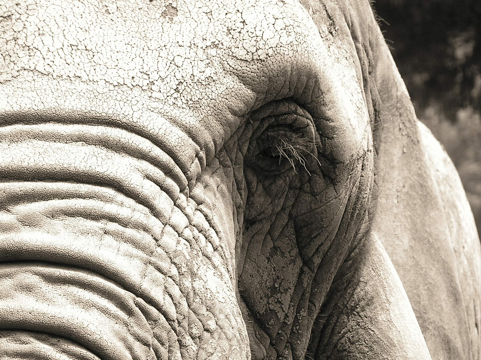 black and white pograph of an elephant with its eye partially opened