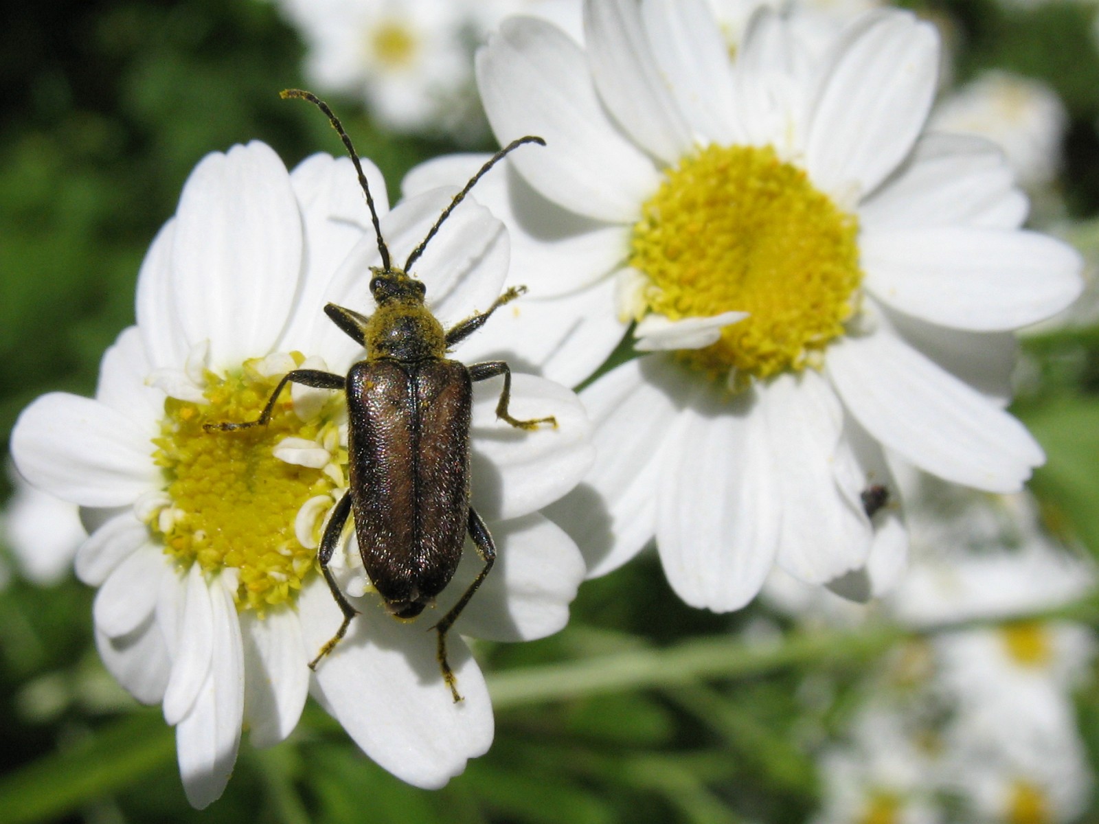 two bugs sitting on top of flowers near each other