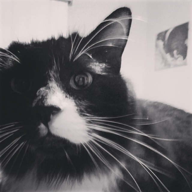 a close up of a black and white cat