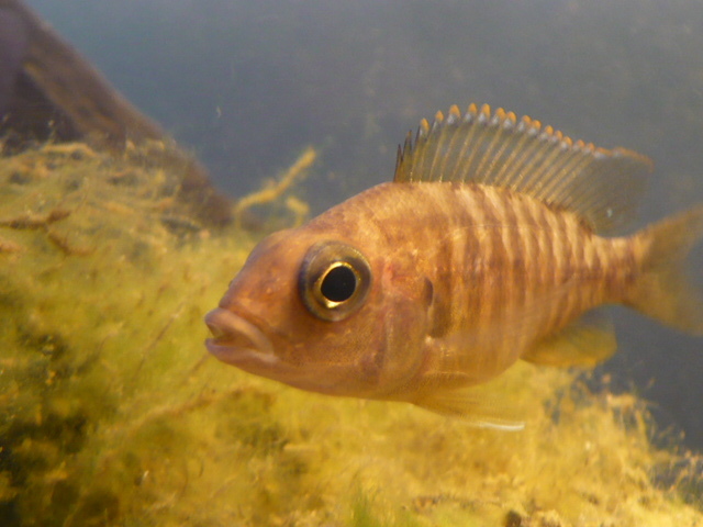 a closeup image of a fish in the water