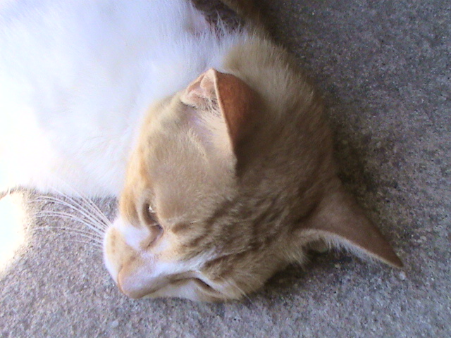 a cat is curled up asleep on the carpet