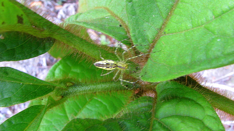 a small spider that is sitting on a leaf