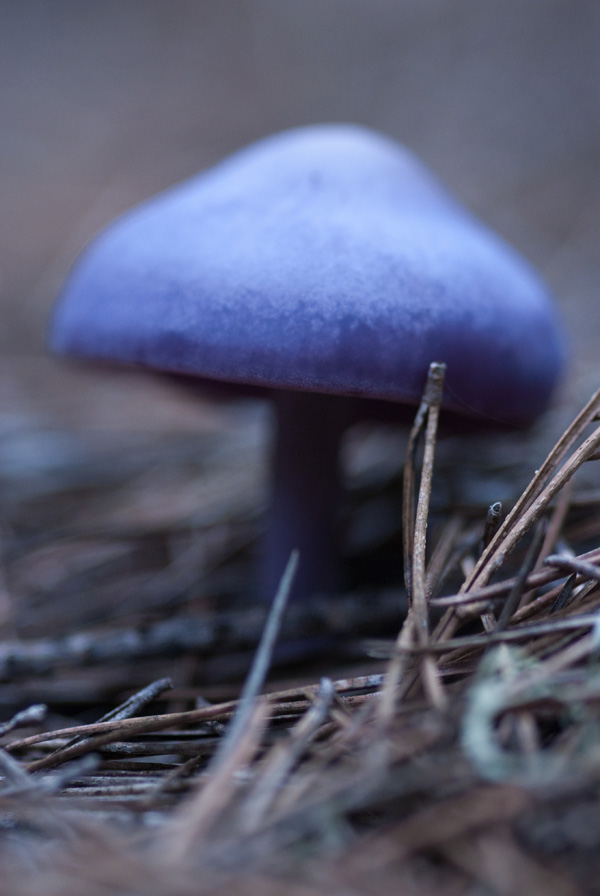 a blue and green mushroom sitting on the ground