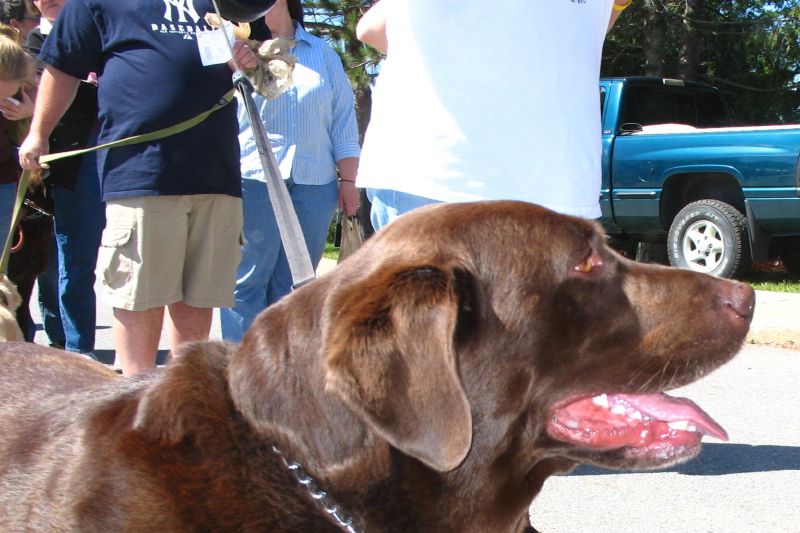 a large brown dog on leash with other people