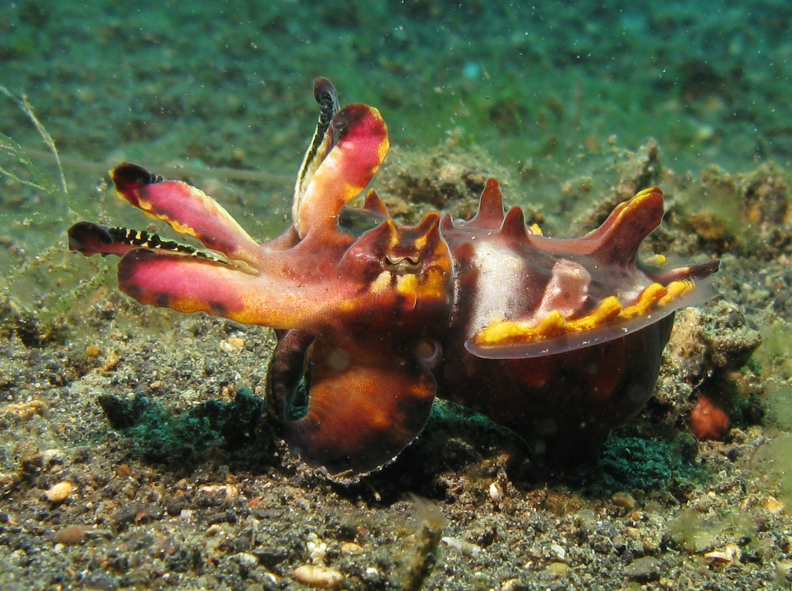 a sea anemone sitting on a beach with other sea life