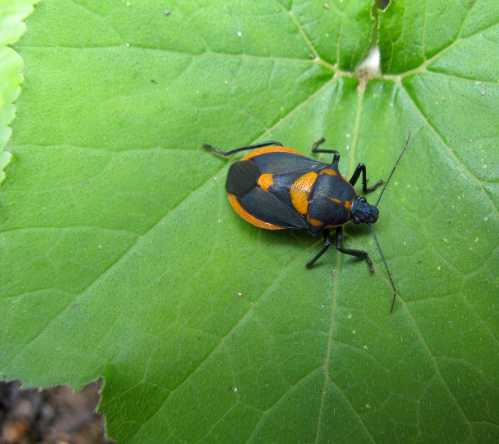 the colorful bug is on a green leaf