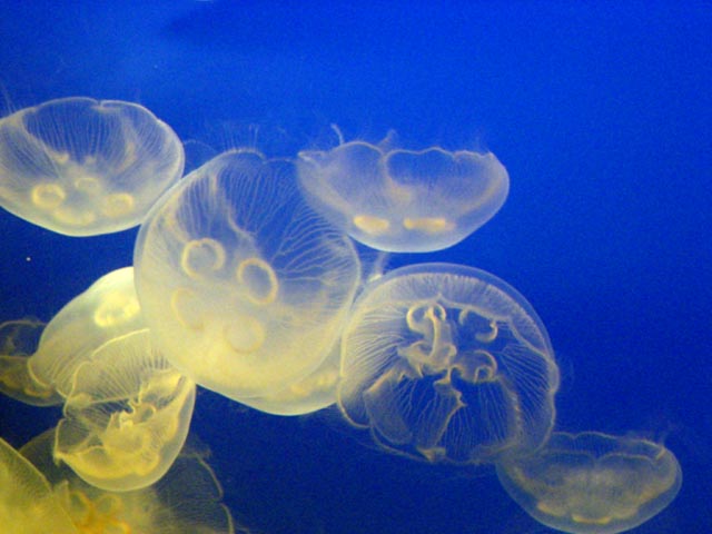 several jellyfish floating in an aquarium looking at the fish