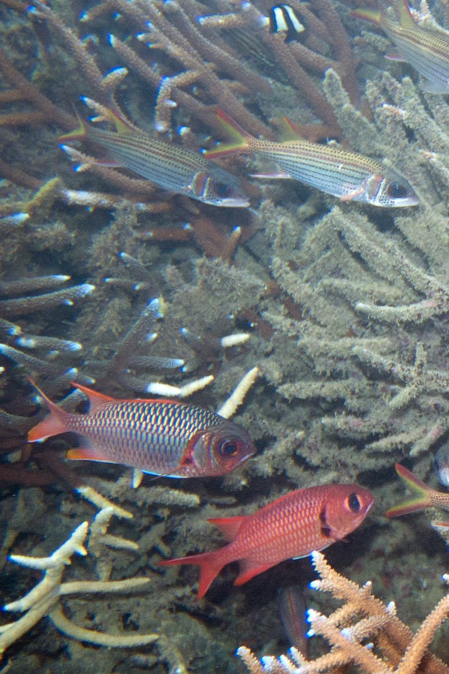 coral reef scene showing several small blue and red fishes