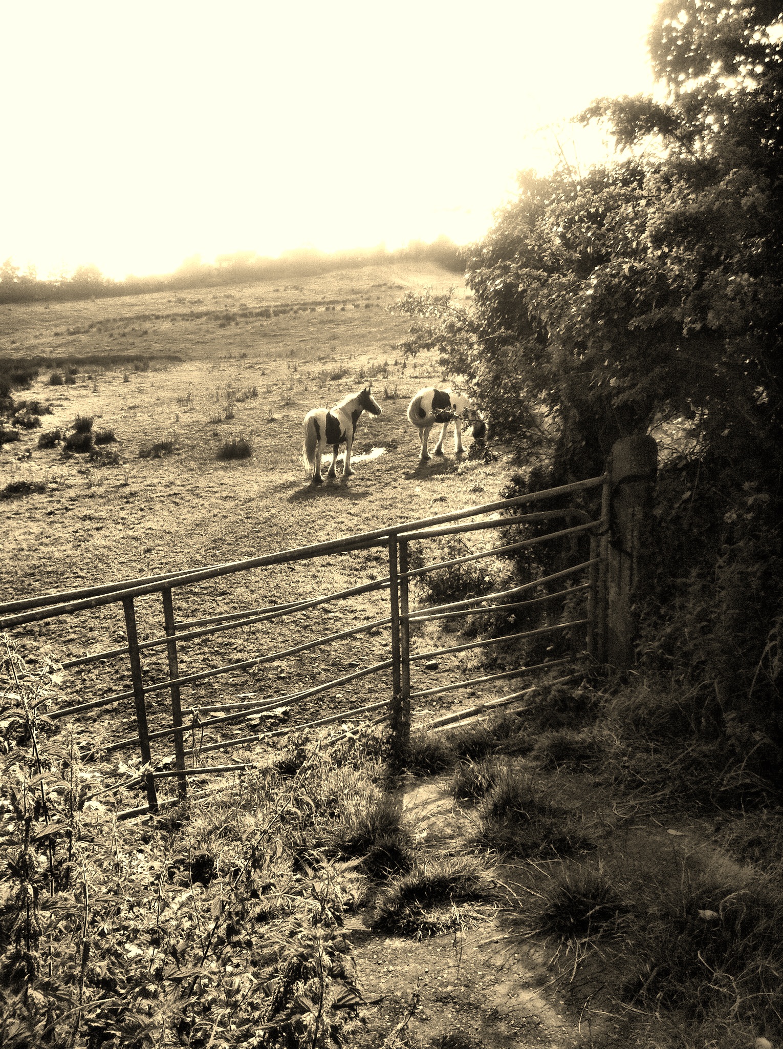 this is an image of four horses out in the field