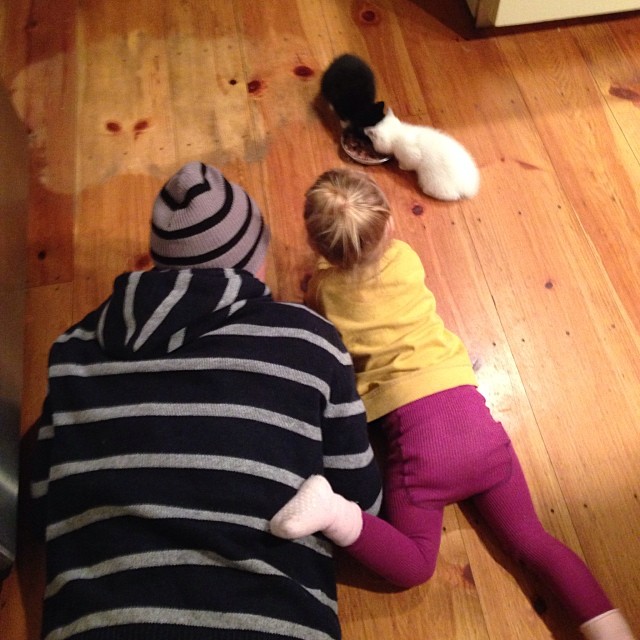 children lying on the floor watching cats by their feet
