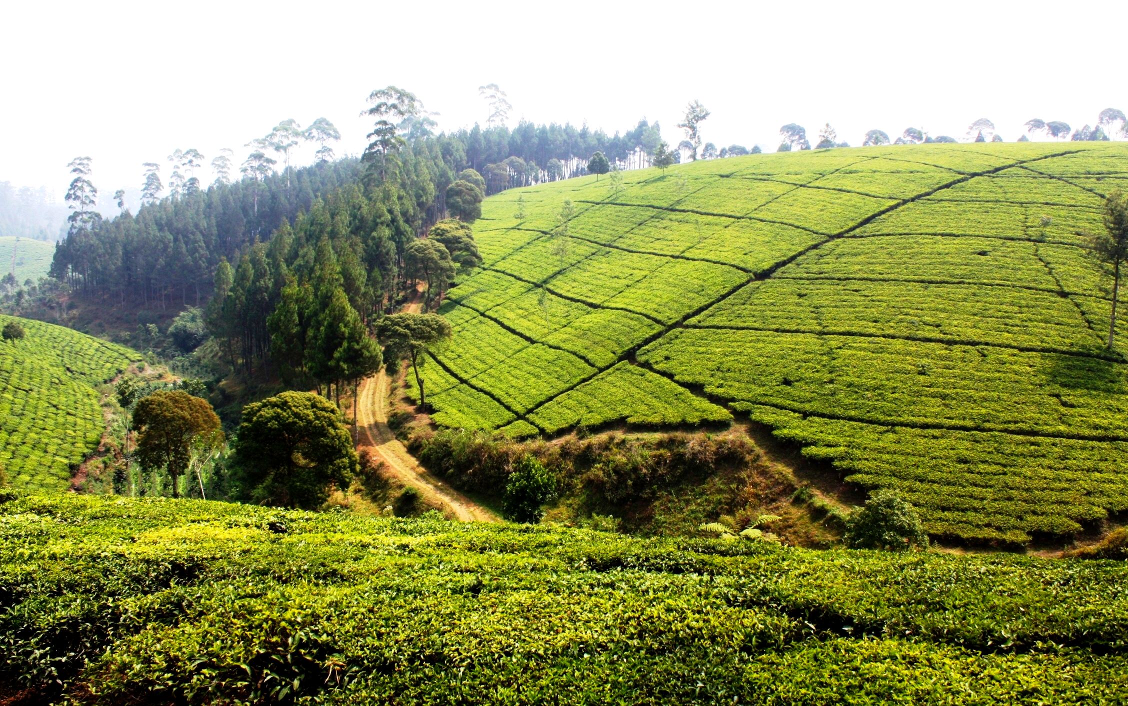 large green hills and trees near the ground