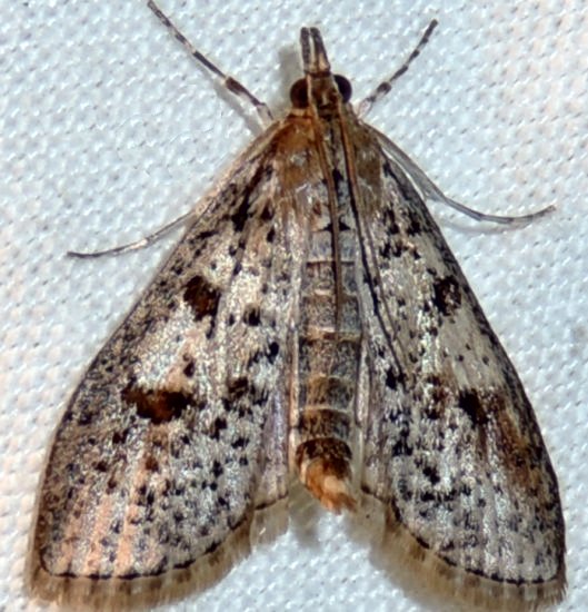 a small grey moth sitting on top of a white cloth