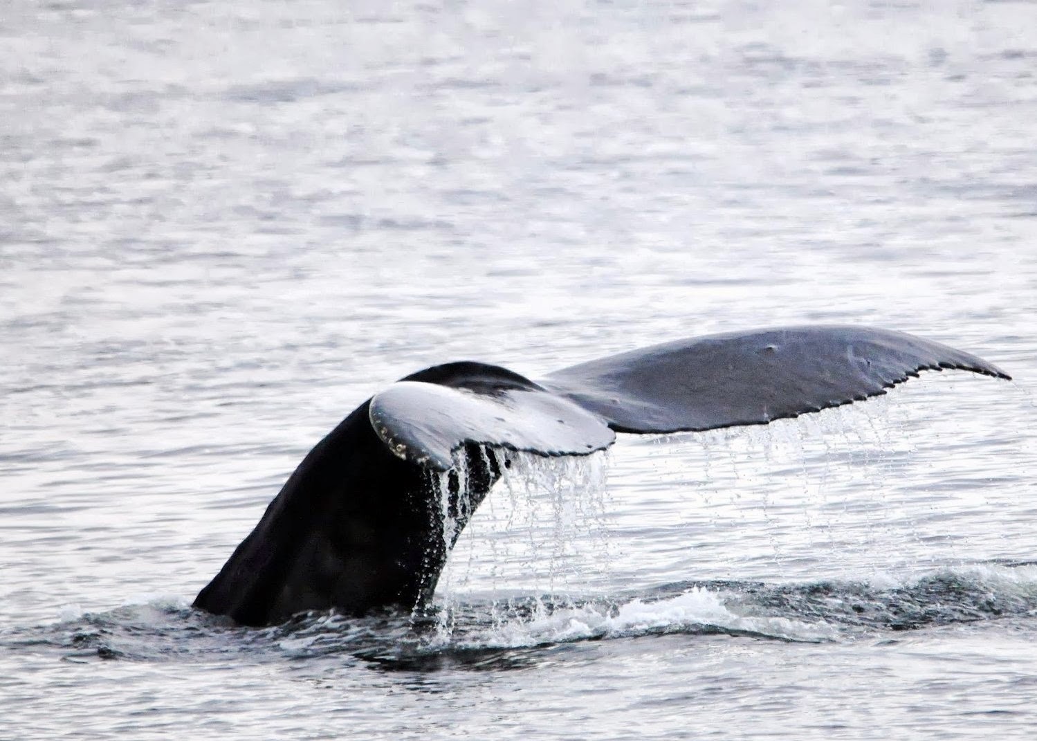 a large gray whale tail is visible in the water