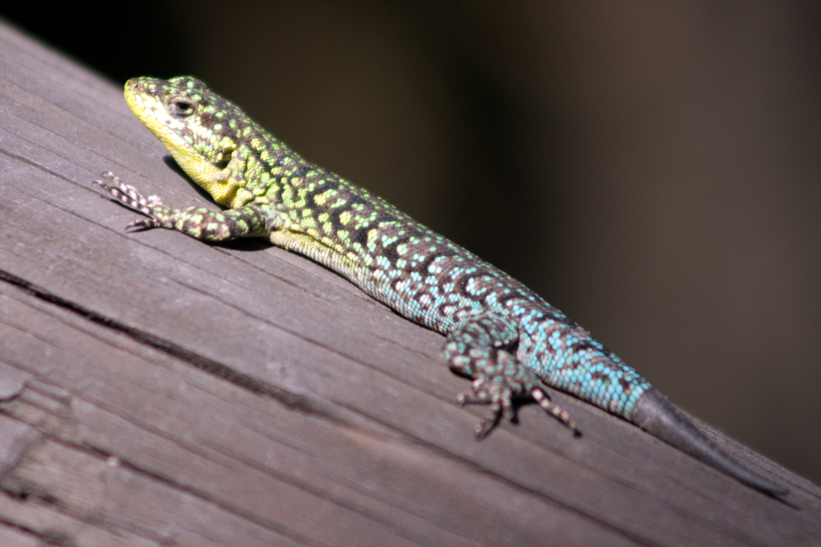 a lizard is standing on top of the wood