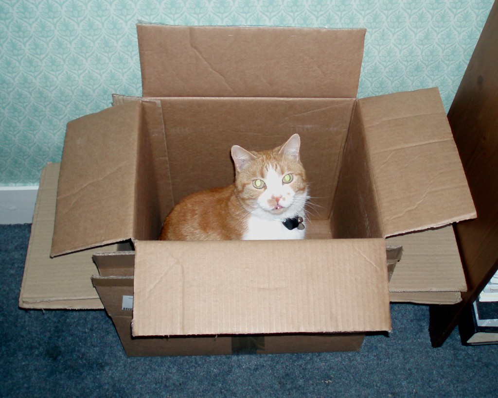 a cat is sitting inside of a cardboard box