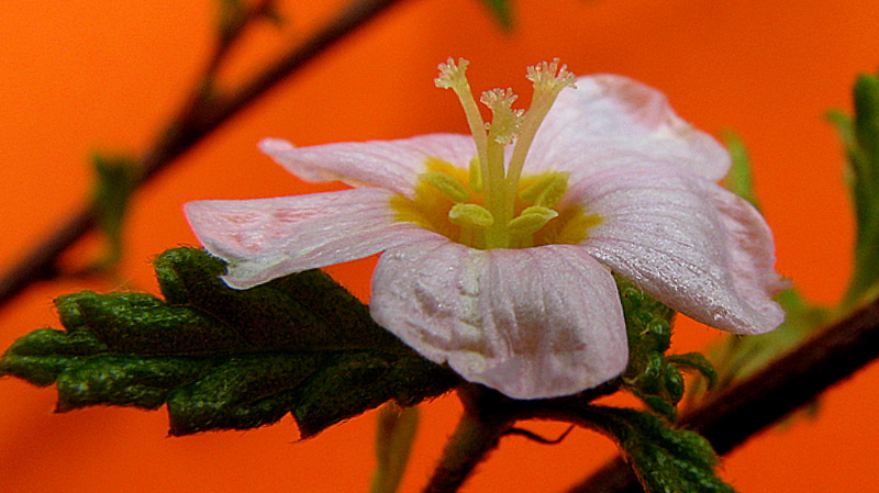 the blossom has been opened and is growing