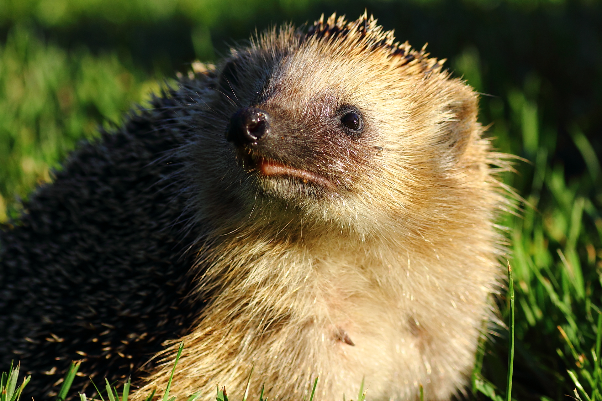 a very cute furry hedgehog sitting in the grass