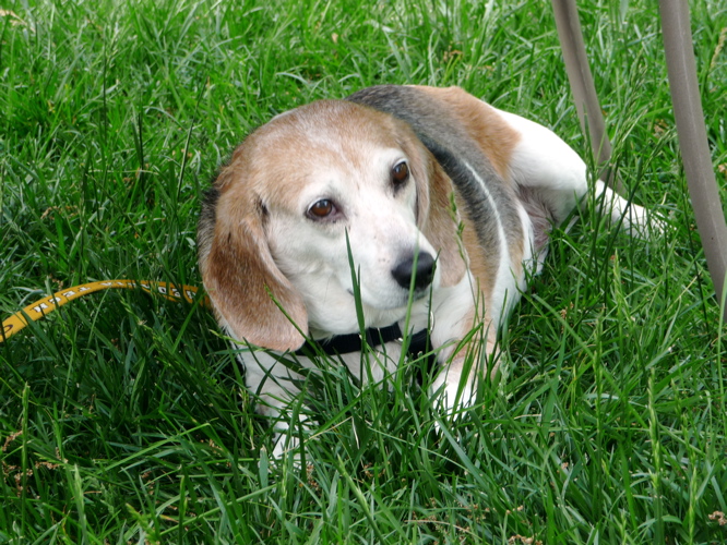 there is a beagle laying in the grass