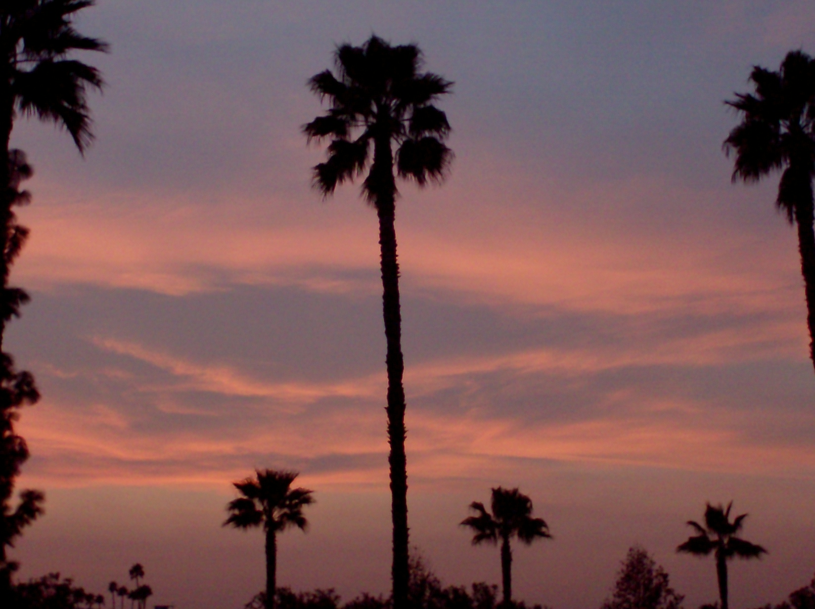 some palm trees and the sun sets in the background