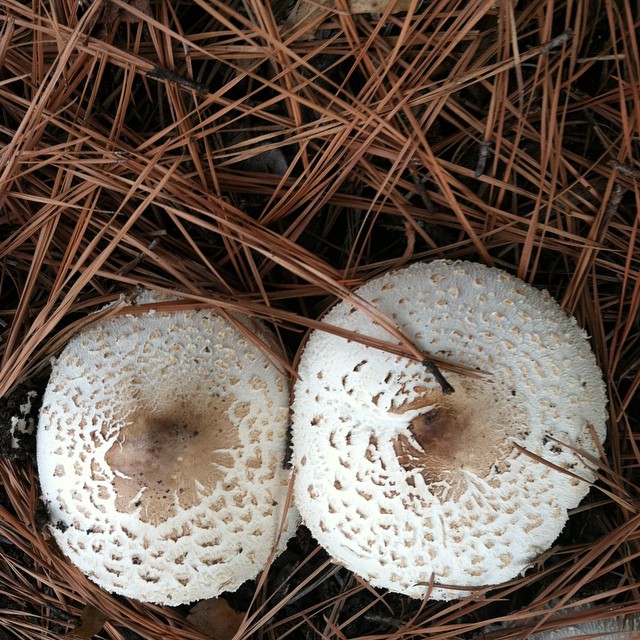 two mushrooms growing from the brown needles on the ground