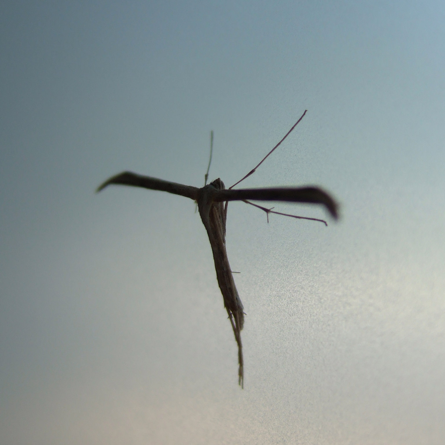 a erfly flies in the air during a cloudy day