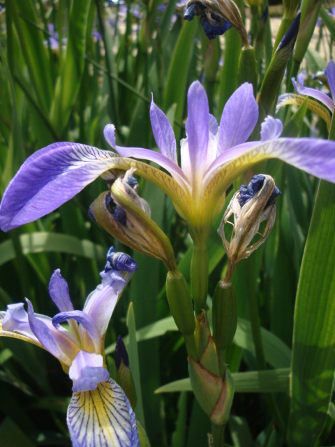 purple and yellow flower in front of greenery