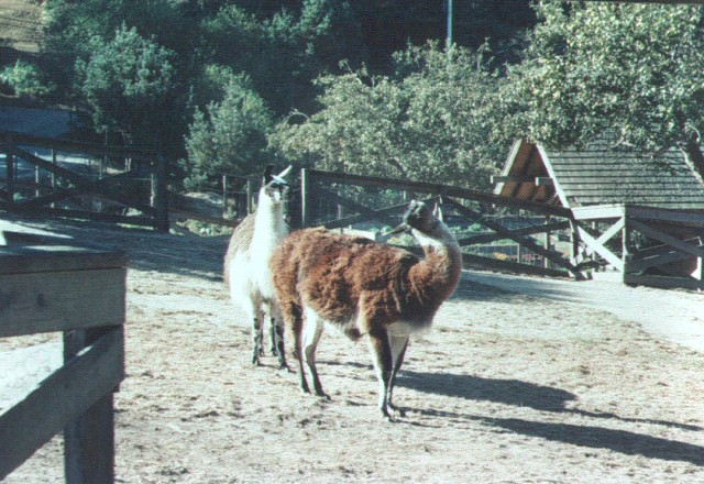 two llamas standing in a corral near a fence