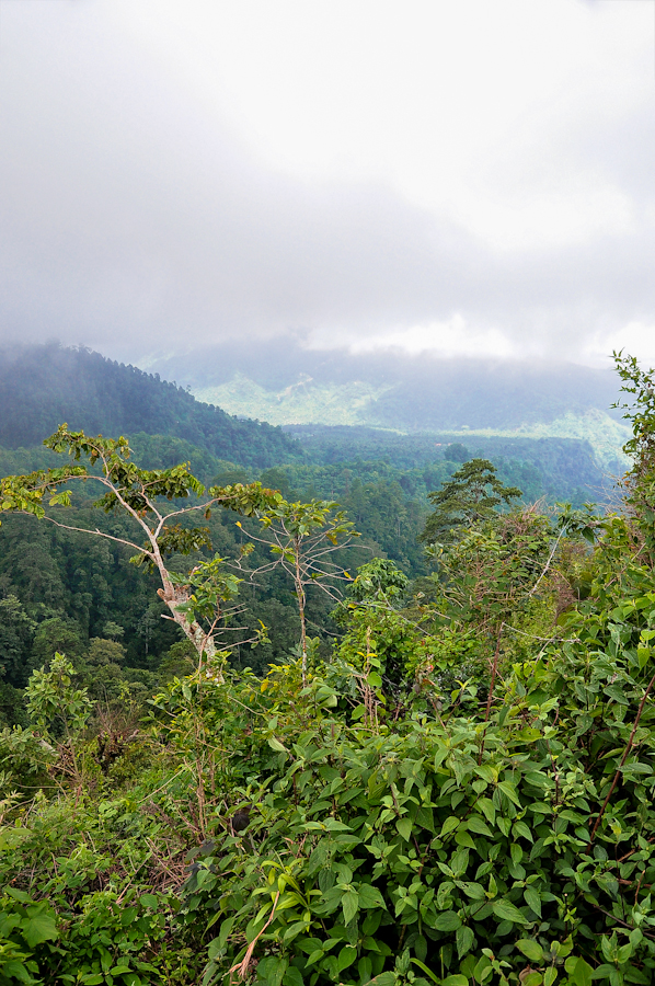 a cloudy day in the mountains, overlooking lush vegetation