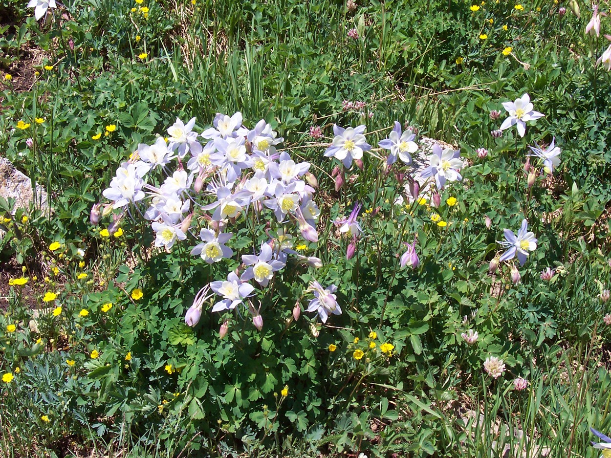 a close up of flowers growing in a field