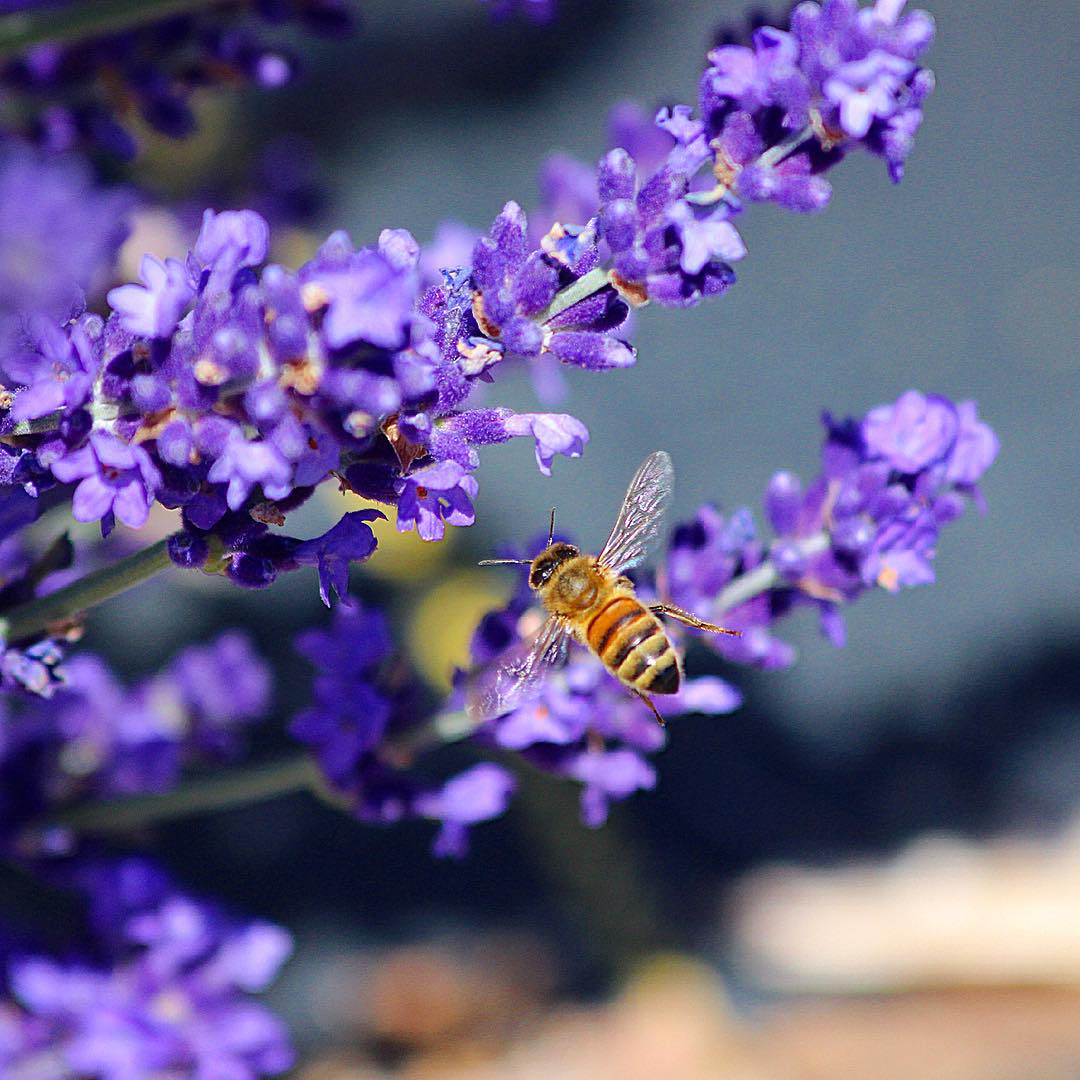 a bee on a purple flower in the day