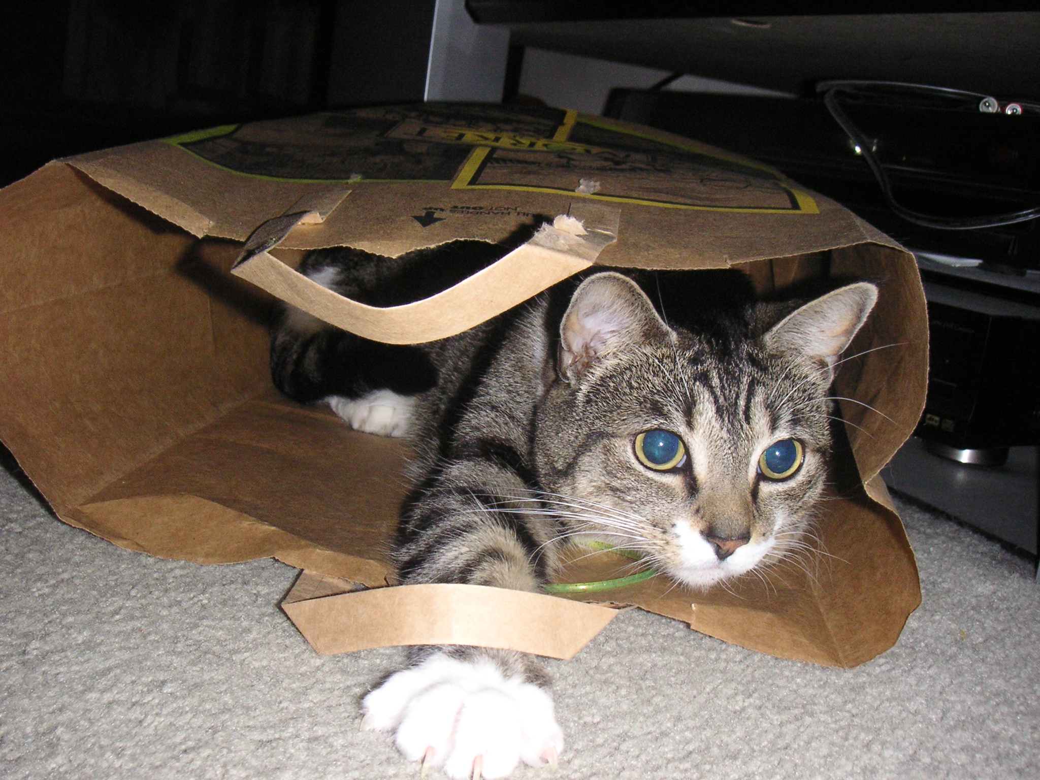 a cat is sitting inside of an empty shopping bag