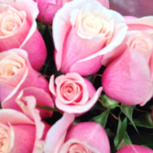 a bouquet of pink roses laying next to each other