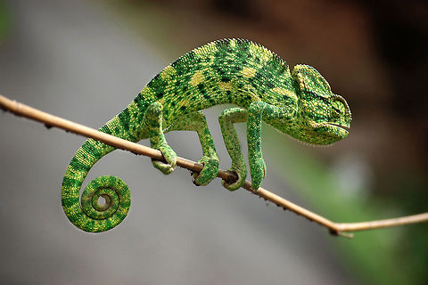 a green lizard on a thin nch