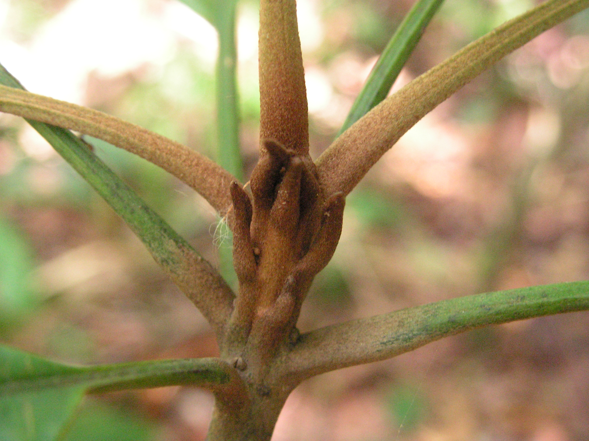 the close up of this plant is very interesting