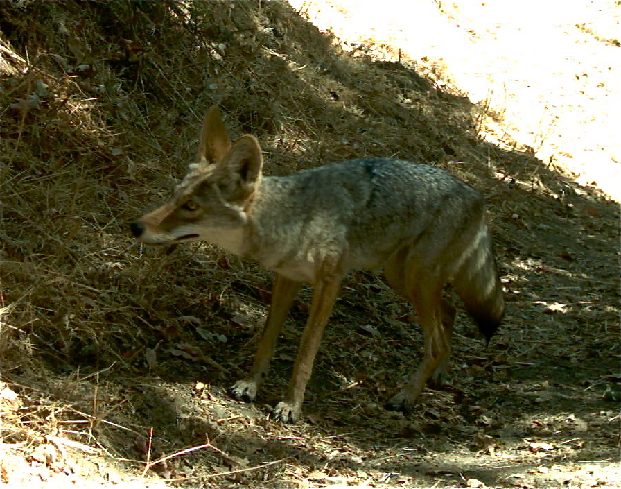 a dead wolf standing in front of a hill