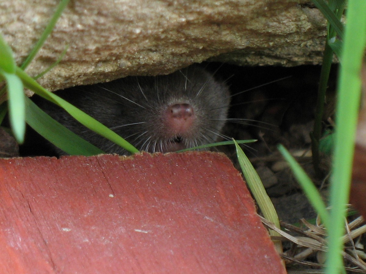 a mouse sitting behind a wooden plank and some grass