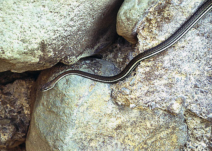 a lizard is on the rock among a boulder