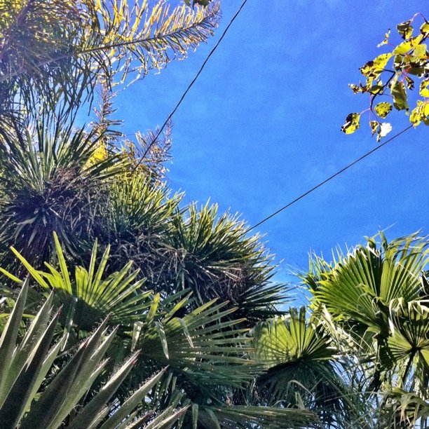 looking up at the nches of palm trees