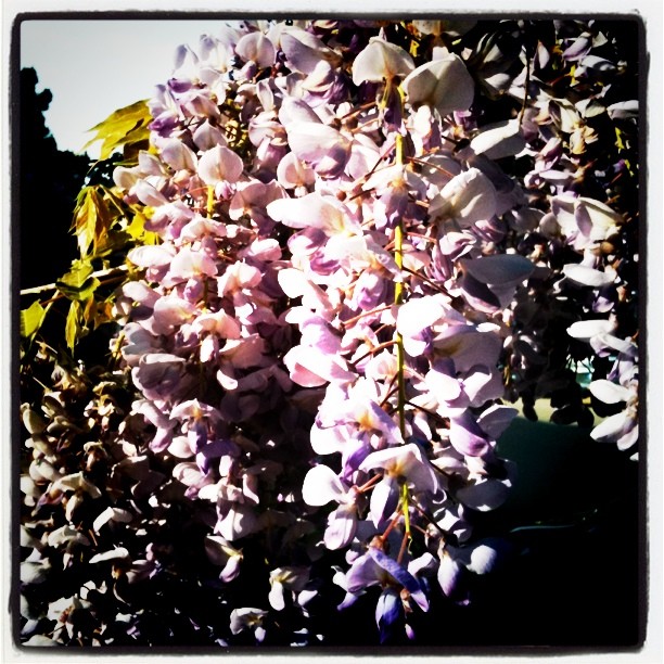 some purple flowers and a yellow leafy tree