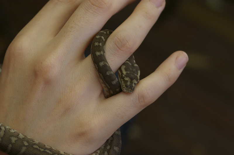 a close up of a person holding a small animal